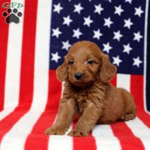 Paxton, Mini Goldendoodle Puppy